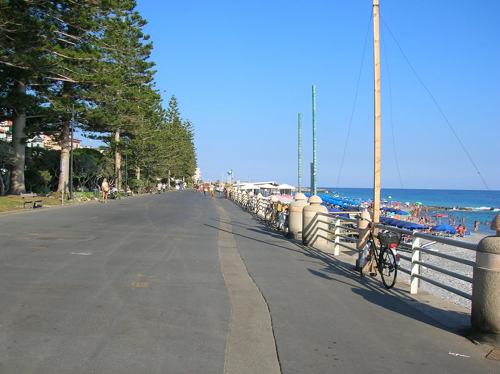 The row of araucarias along the Lungomare Argentina