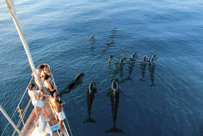 Delfini avvistati nel Santuario Pelagos