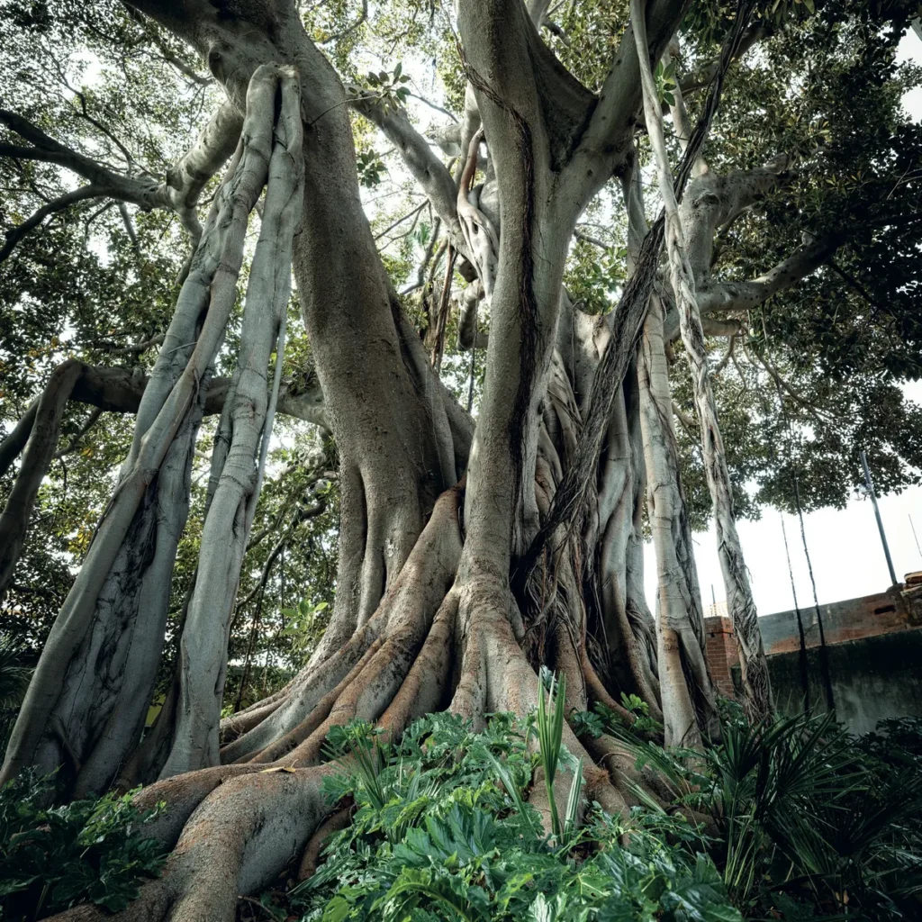 Le radici aeree dei ficus magnolioide del Museo Bicknell