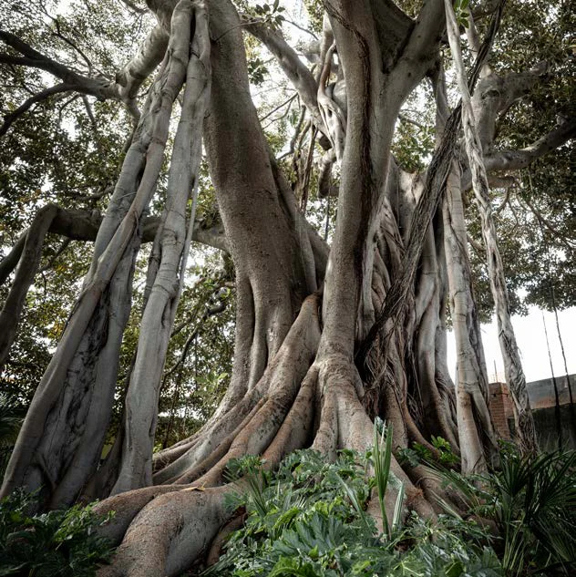 Le radici aeree dei ficus magnolioide del Museo Bicknell