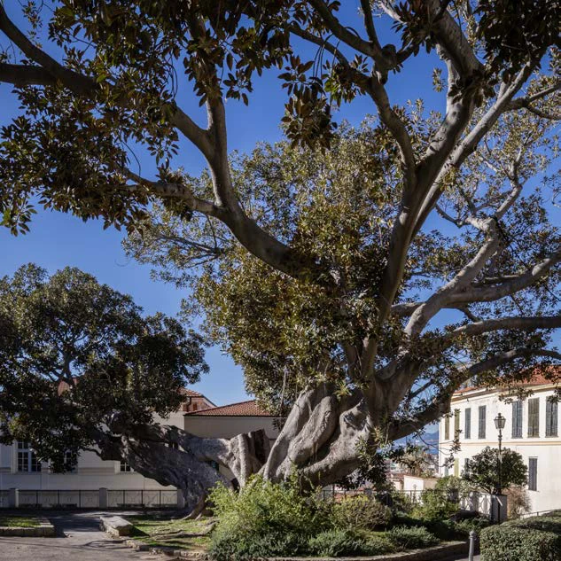 Il ficus magnolioide “Scibretta” davanti a Palazzo Garnier