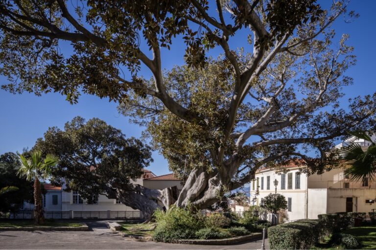 Grande ficus magnolioide della Scibretta con rami enormi e chioma ampia davanti a un palazzo bianco, sotto il cielo blu