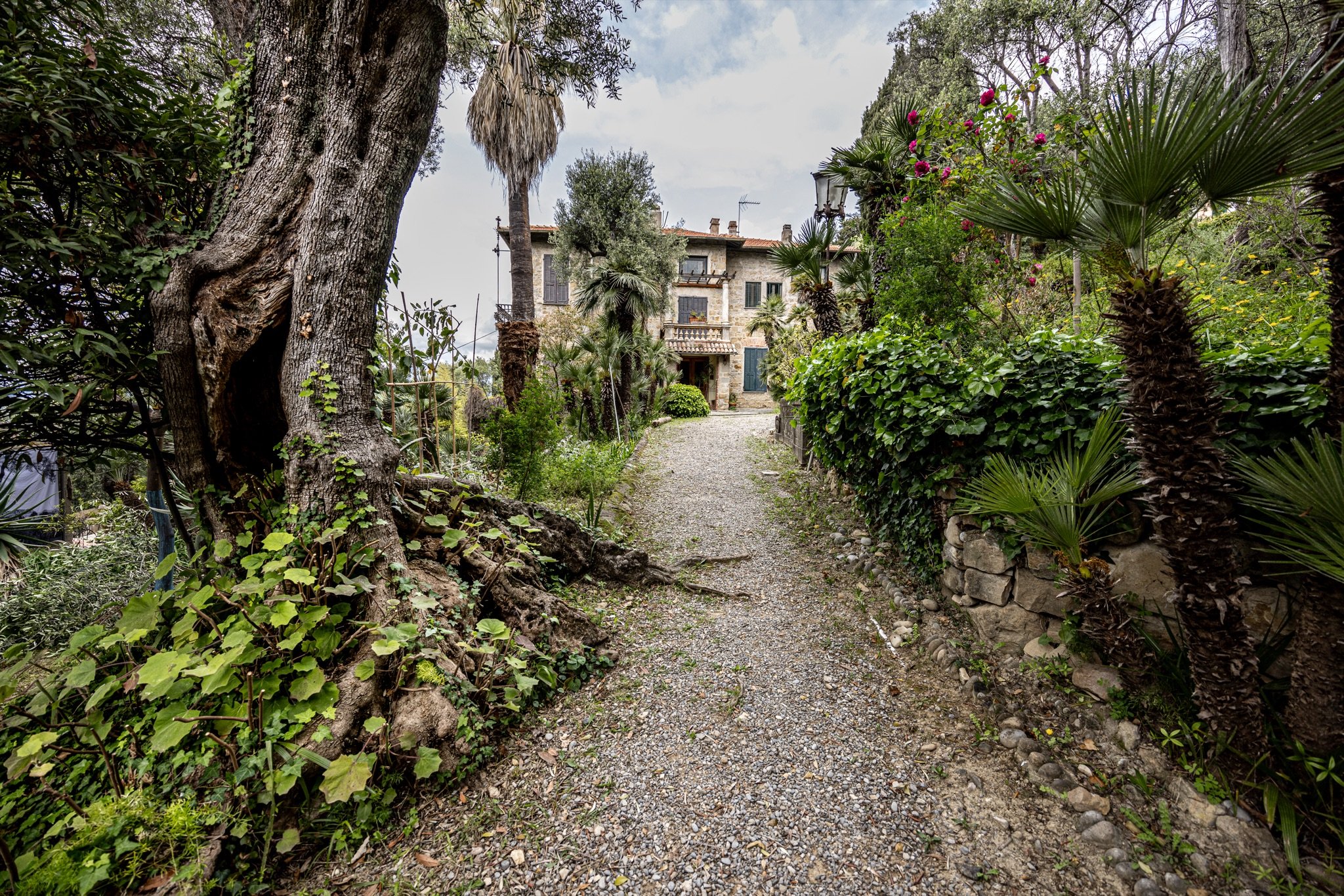 Viale in ghiaia tra un olivo secolare e palme che porta alla villa della Fondazione Pompeo Mariani