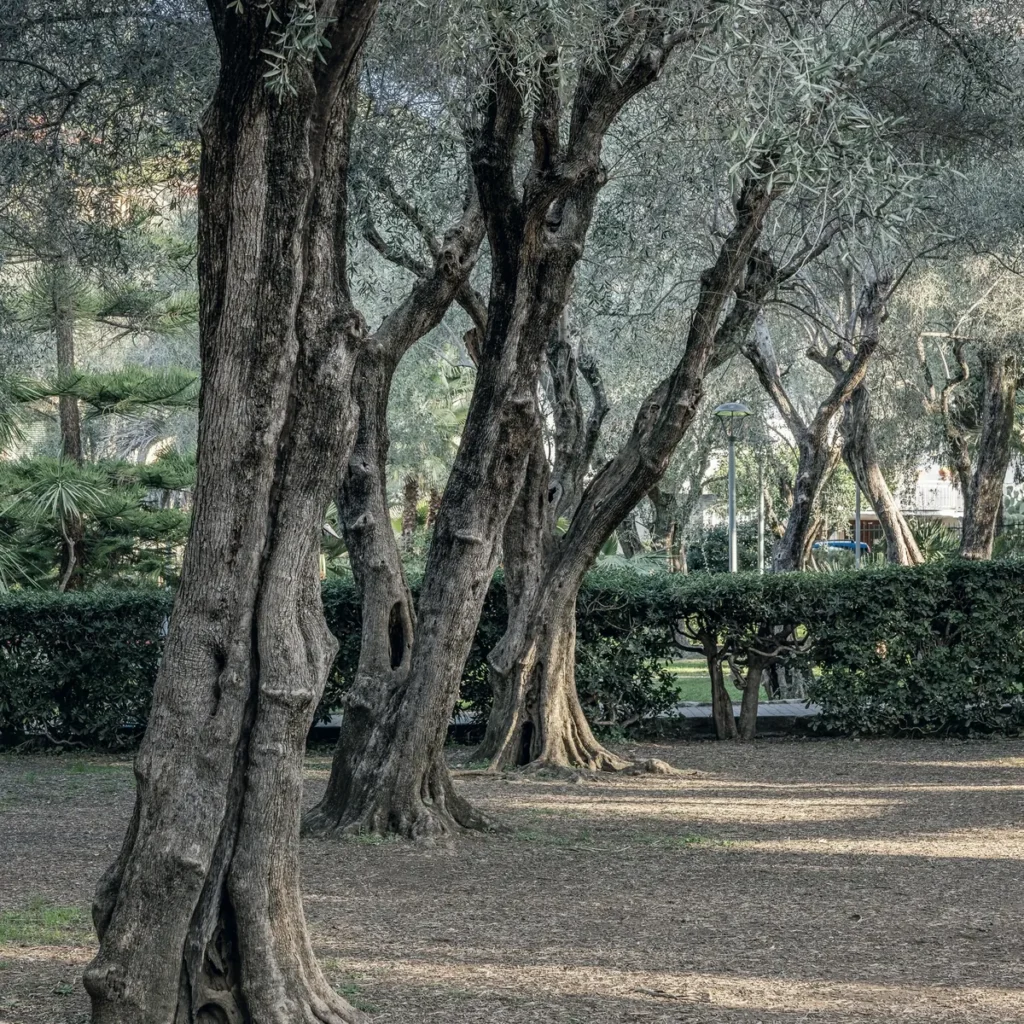 Gli olivi secolari dei Giardini Lowe