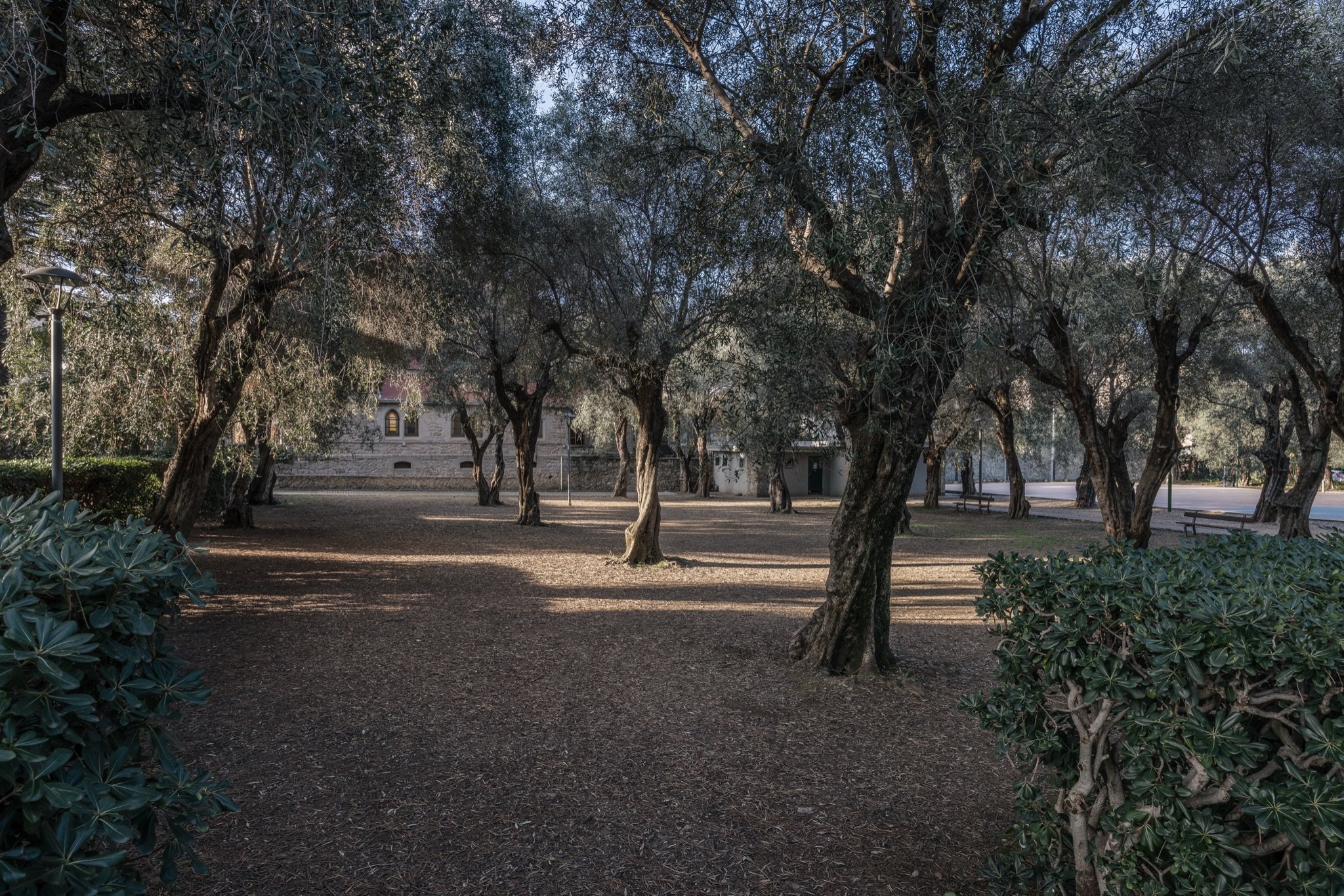 Uliveto ombreggiato dei Giardini Lowe con tronchi nodosi e terreno in terra battuta, tra le siepi
