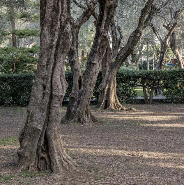 Gli olivi secolari dei Giardini Lowe