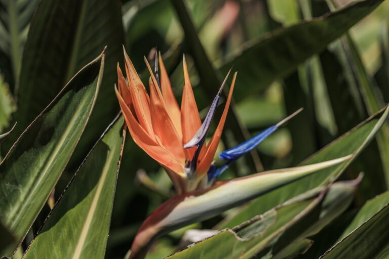 Orange-blaue Blüte einer Strelitzie, der Paradiesvogelblume, zwischen grünen Blättern in den Giardini Monet in Bordighera