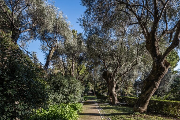 Viale dei Giardini Monet tra olivi secolari, siepi e aiuole, sotto un cielo azzurro
