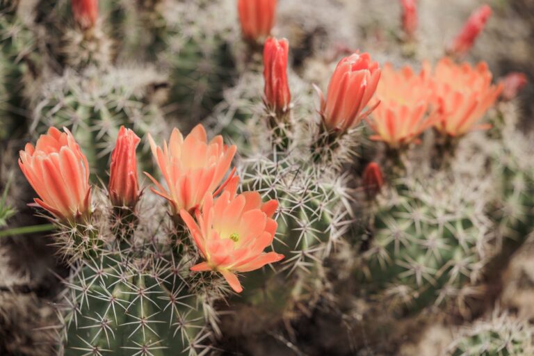 Fiori arancioni e boccioli su cactus spinosi di echinocereus nel Giardino Esotico Pallanca