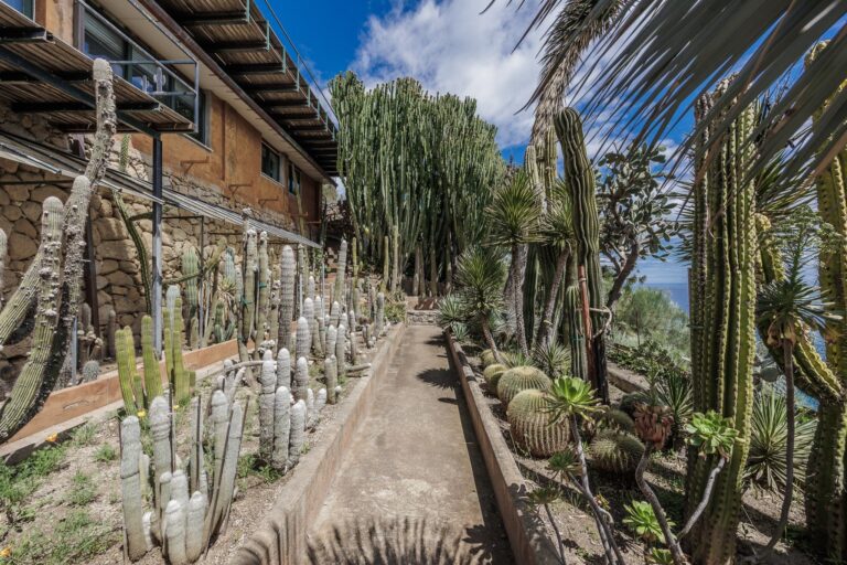 Vialetto del Giardino Pallanca tra cactus colonnari bianchi, euforbie alte e l'edificio con la tettoia