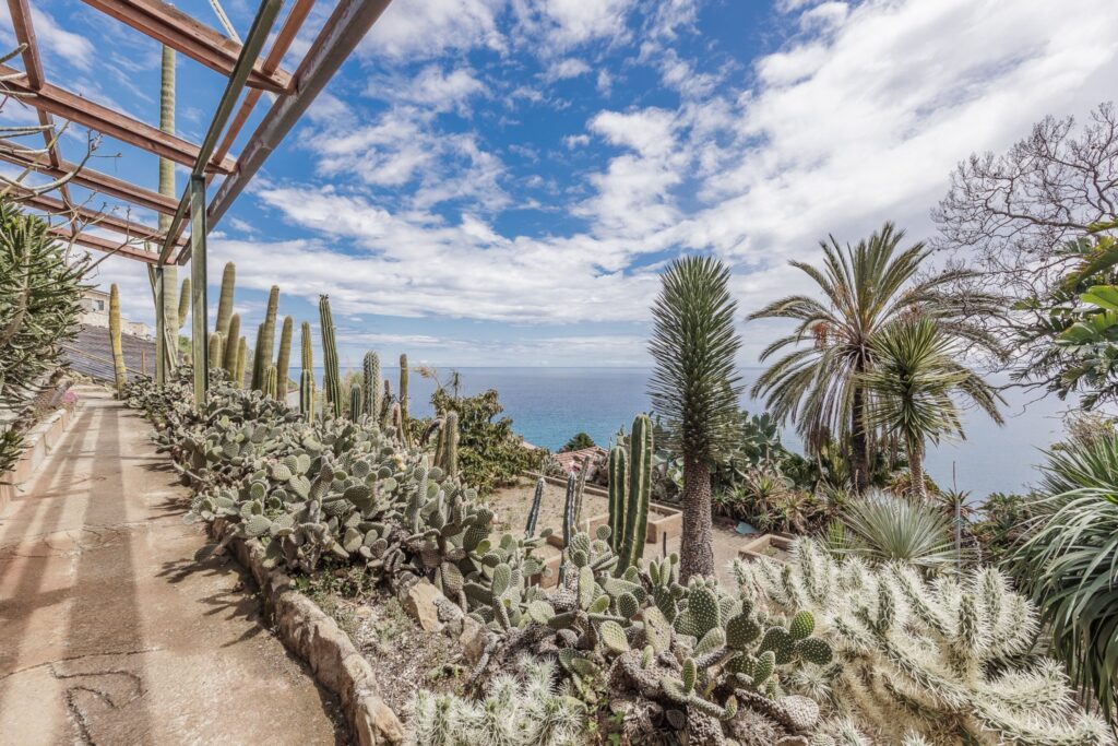Vialetto del Giardino Pallanca tra cactus, pachypodium e palme, con il mare all'orizzonte e nuvole bianche