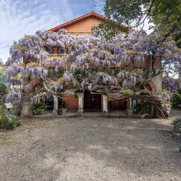 Il glicine in fiore sulla facciata del Museo Bicknell