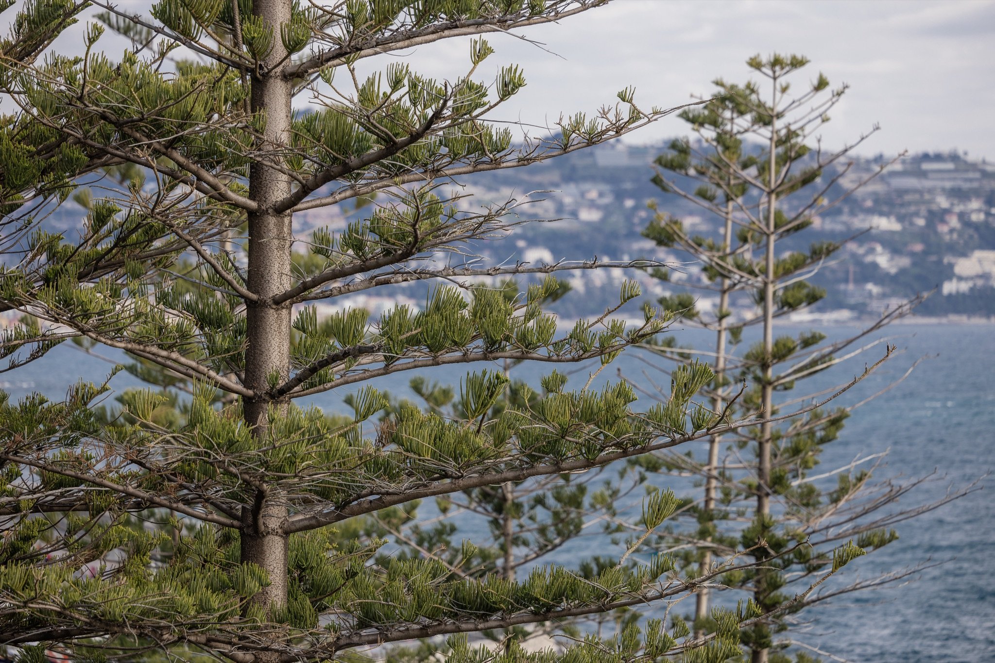 Rami di araucaria heterophylla in primo piano con il mare e la costa verso Ospedaletti e Sanremo sfocati
