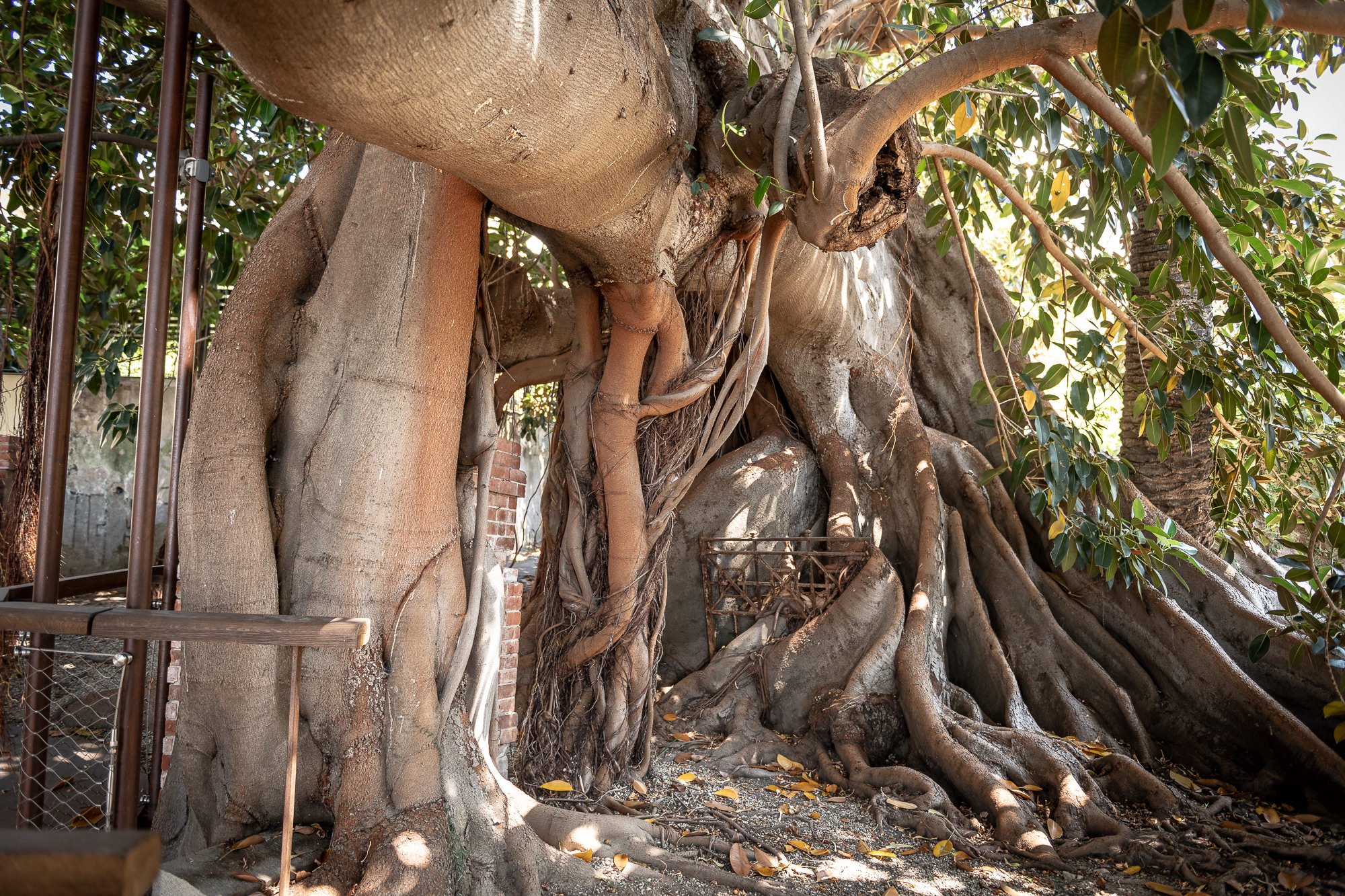 Grande ficus magnolioide con rami orizzontali e radici aeree intrecciate nel giardino del Museo Bicknell