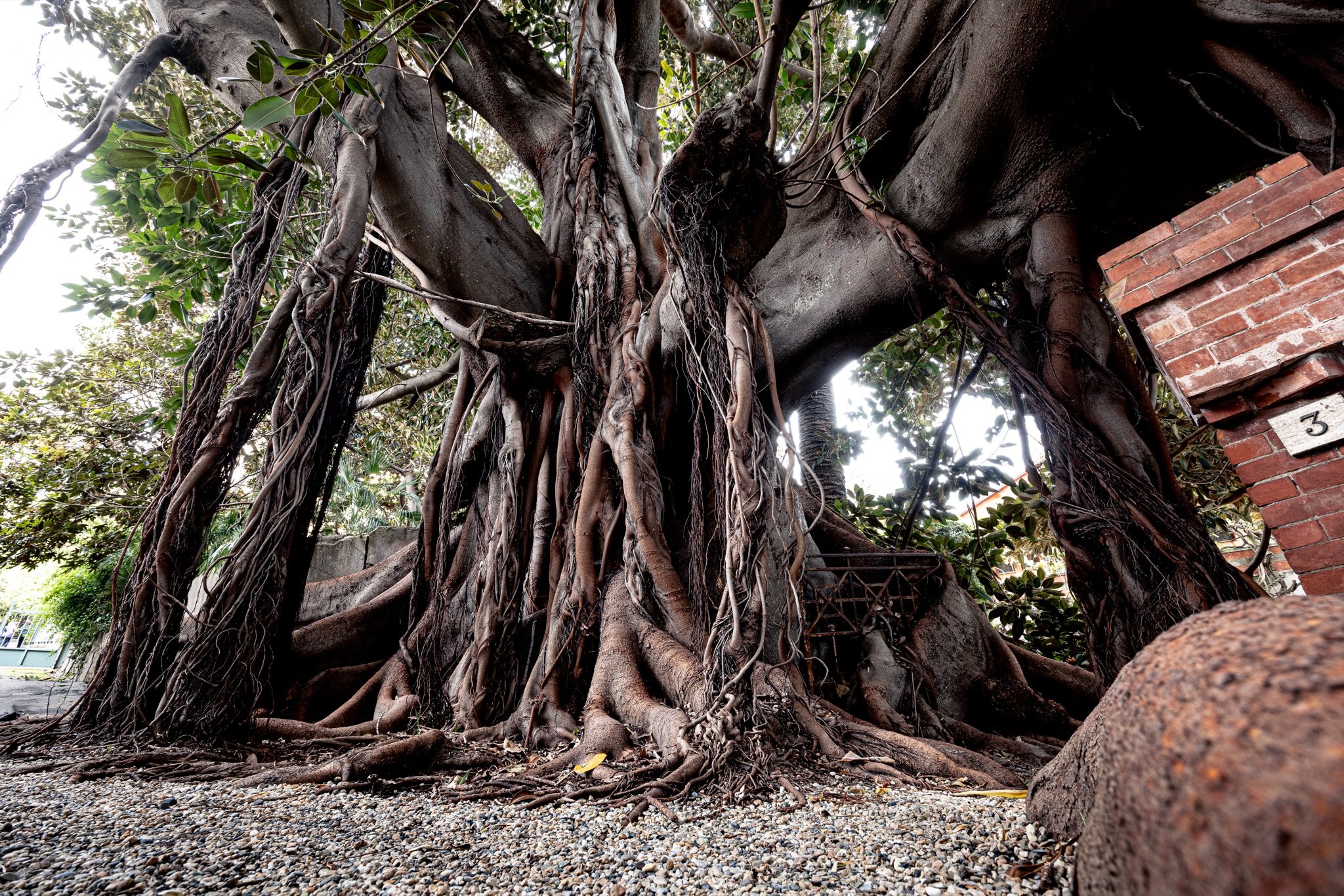 Radici aeree del ficus del Museo Bicknell diventate tronchi, con il terreno in ghiaia e un pilastro in mattoni