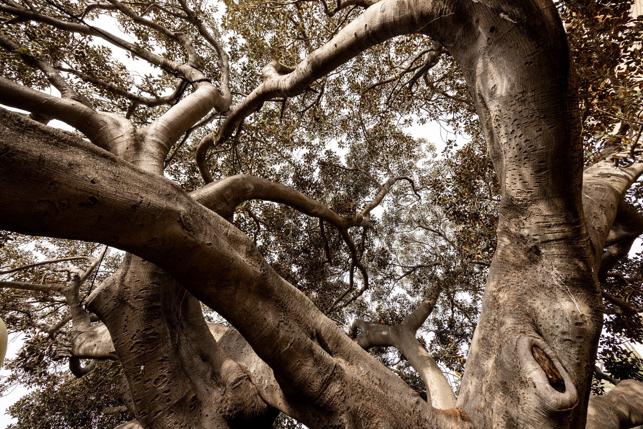 Rami enormi e intrecciati del ficus magnolioide del Museo Bicknell visti dal basso, sotto la chioma