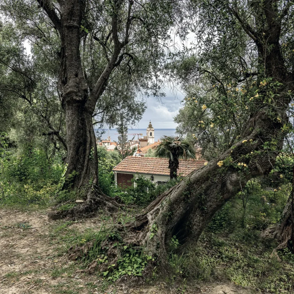 Gli olivi di Monet nella proprietà della Fondazione Pompeo Mariani