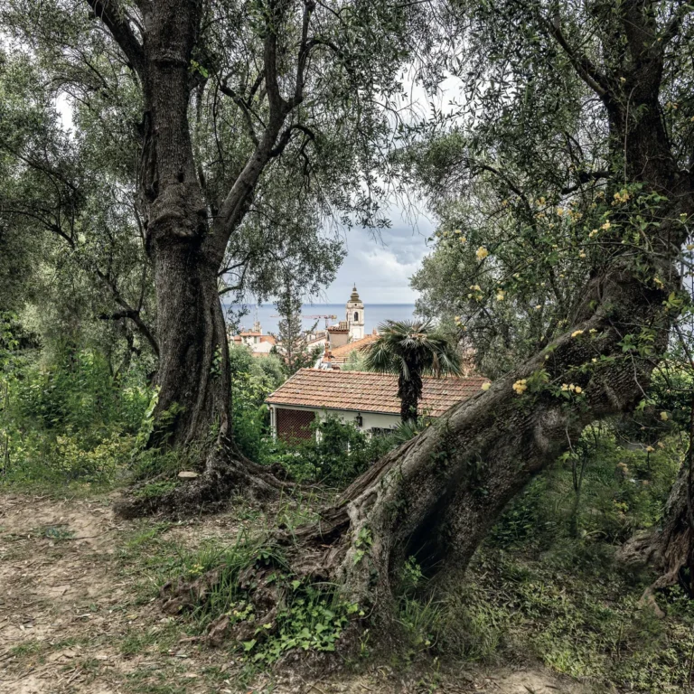 Monets Olivenbäume auf dem Anwesen der Fondazione Pompeo Mariani