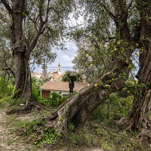 Gli olivi di Monet nella proprietà della Fondazione Pompeo Mariani