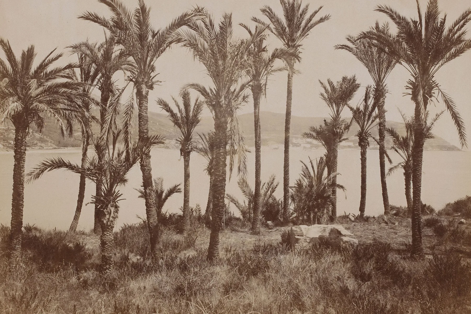 Palmiers dattiers au bord de la mer à Bordighera sur une photographie de la fin du XIXe siècle