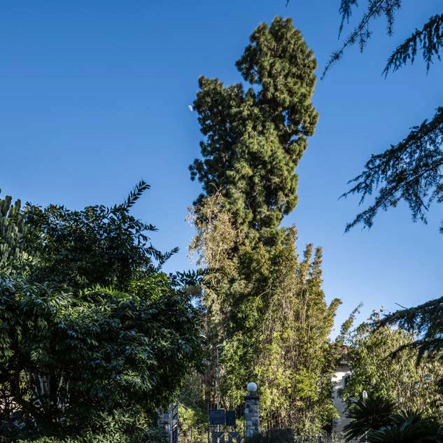 Il pino delle Canarie lungo la via Romana