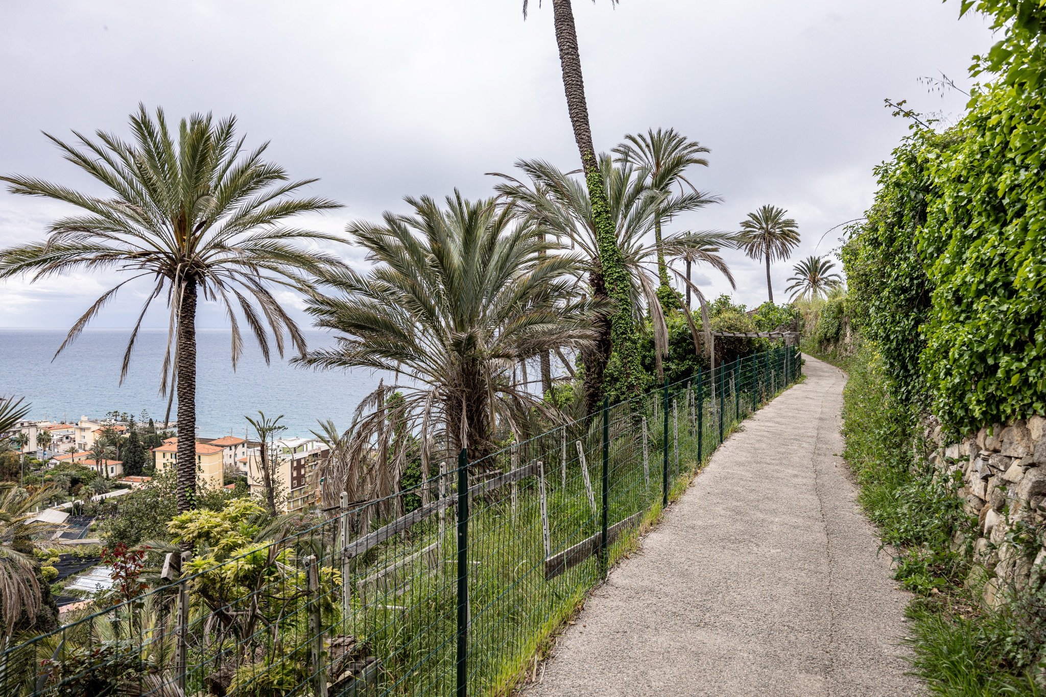 Sentiero del Beodo con ringhiera verde lungo il palmeto, con palme da dattero e il mare di Bordighera sullo sfondo