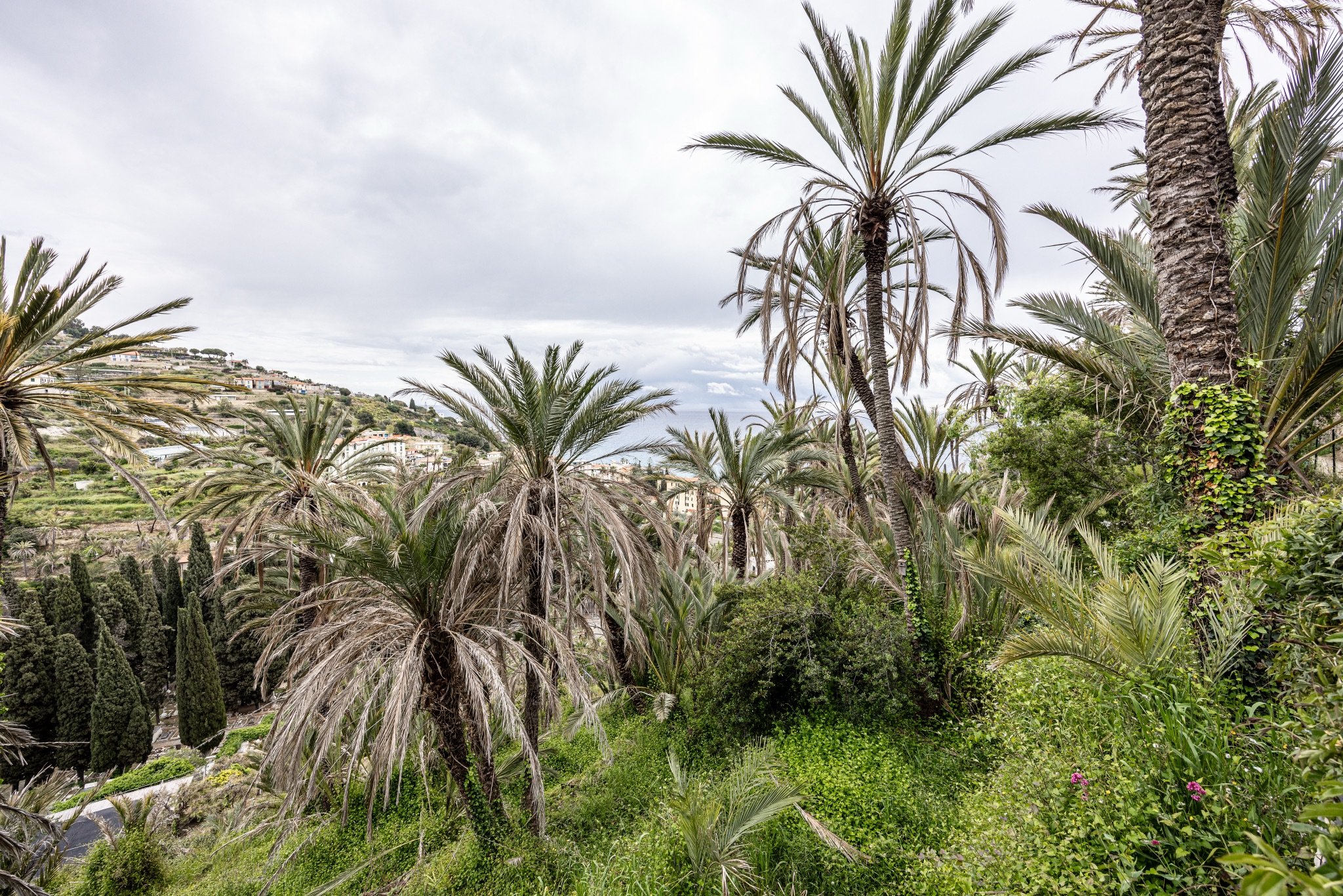 Palme da dattero e vegetazione rigogliosa nel vallone attraversato dal Sentiero del Beodo, sotto il cielo nuvoloso
