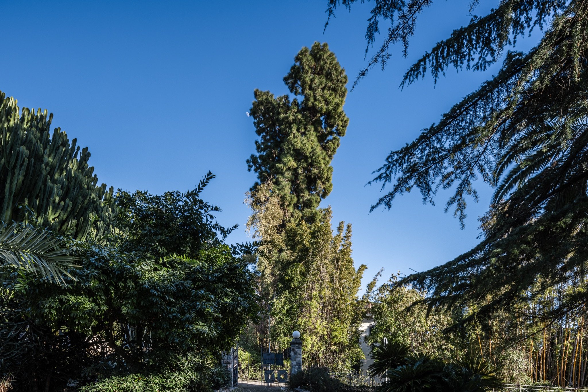 Araucaria alta tra cedri, palme e bambù dei giardini privati lungo via Romana, sotto il cielo blu