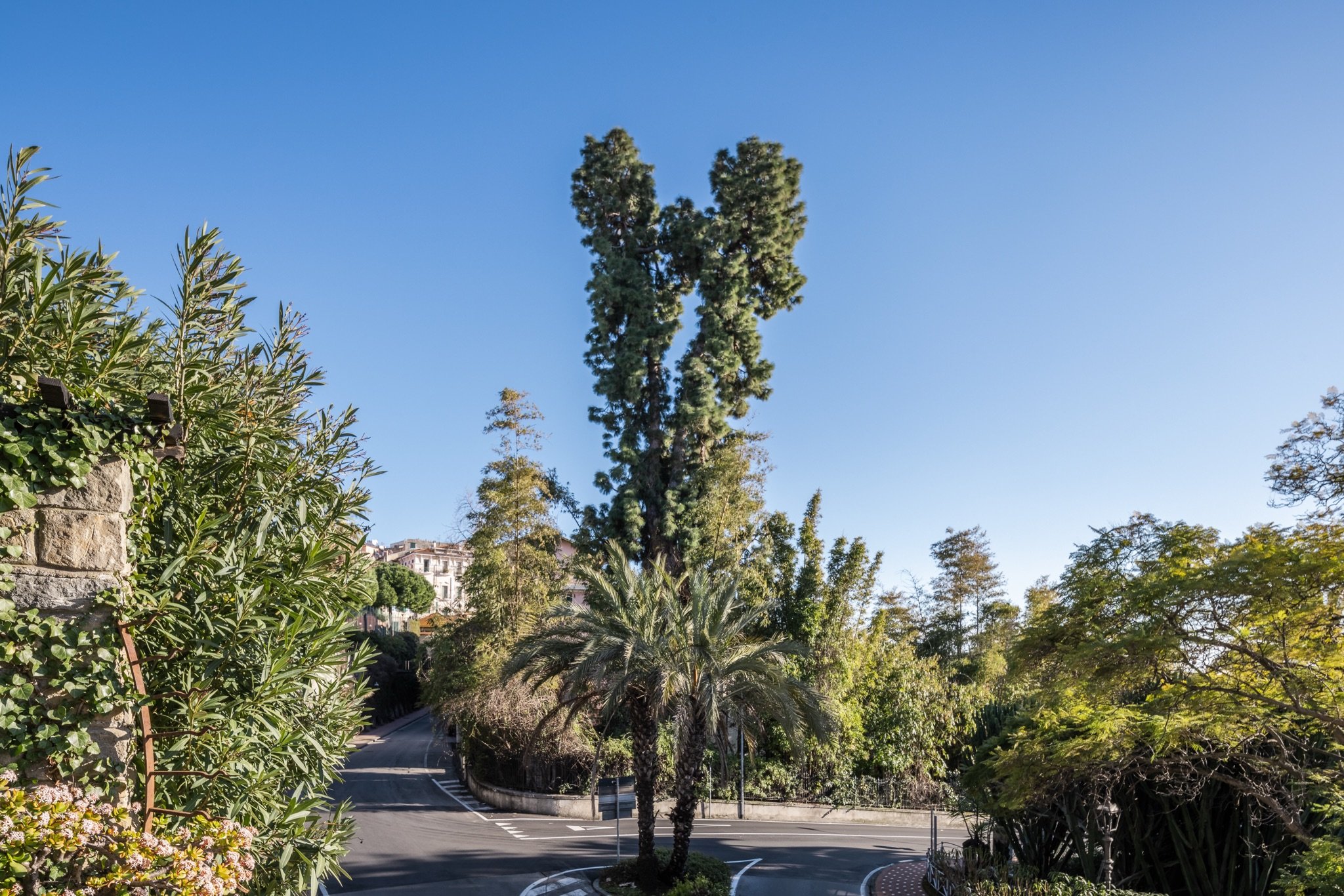 Araucaria alta, una palma e giardini fioriti all'incrocio di via Romana, sotto il cielo blu