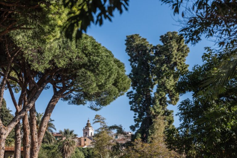 Pini domestici, un'araucaria e il campanile di Terrasanta sotto il cielo blu lungo via Romana