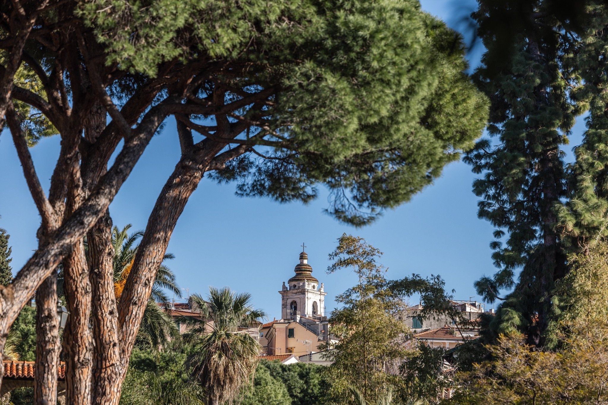 Grandi pini domestici che incorniciano il campanile di Terrasanta sopra i tetti, lungo via Romana
