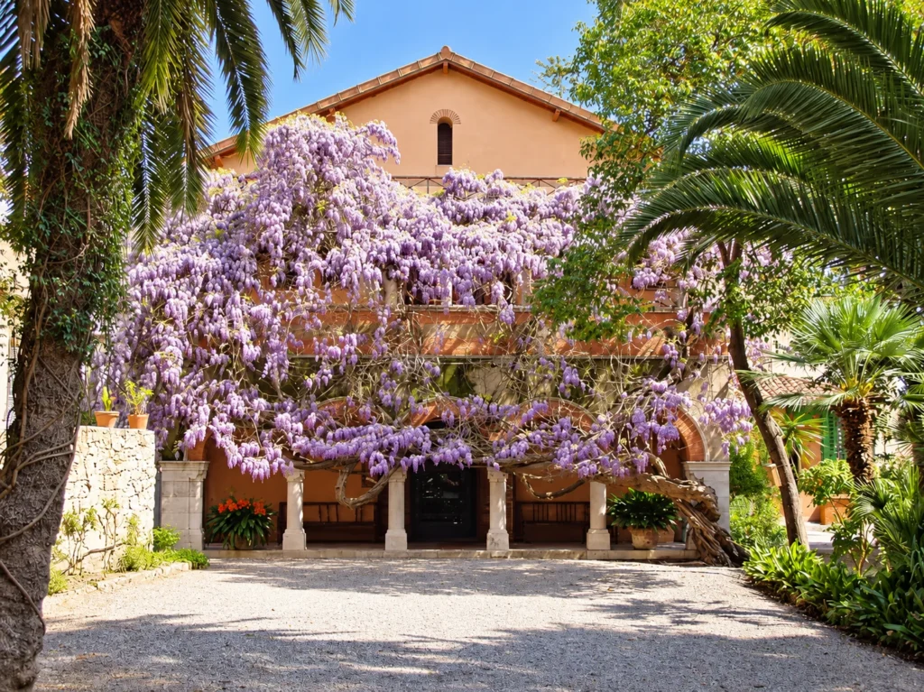 Glicine in fiore sulla facciata di una villa, tra le palme