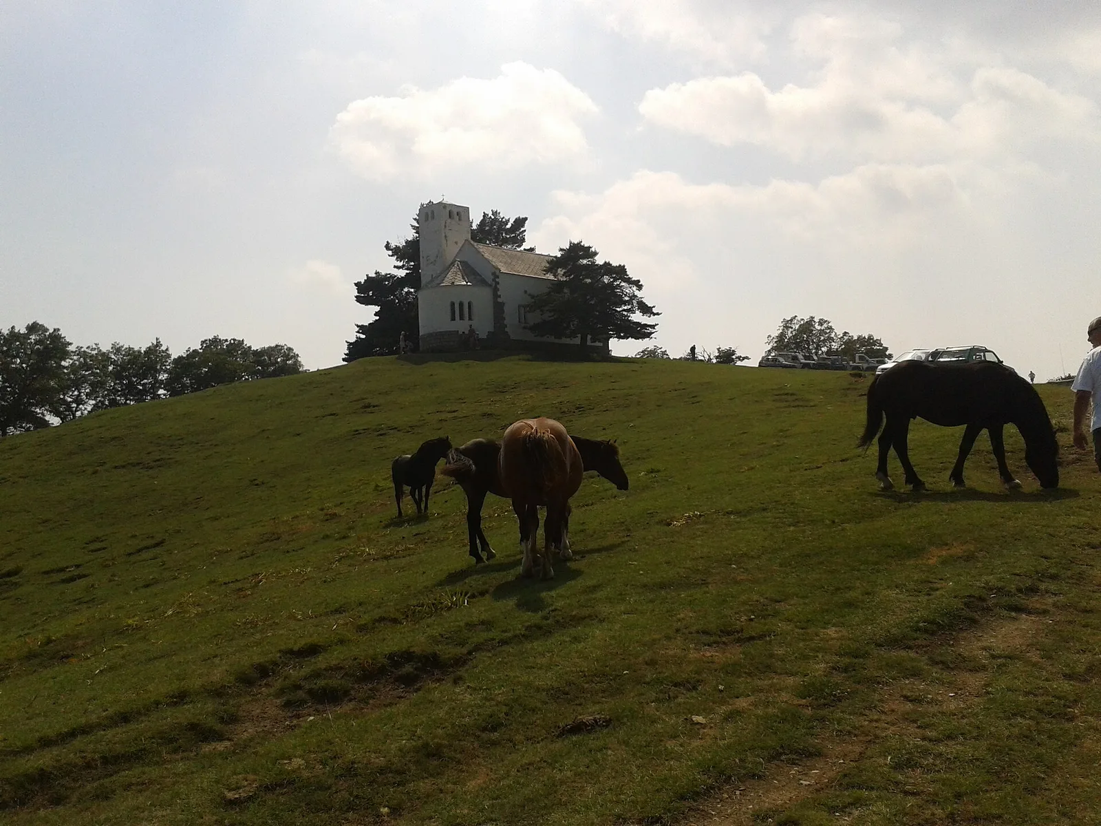 Chevaux au pâturage dans les prairies du Monte Bignone